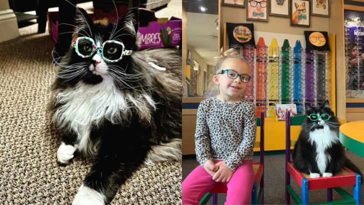 This Cat Wears Glasses To Help Children During Their Trip To The Optician