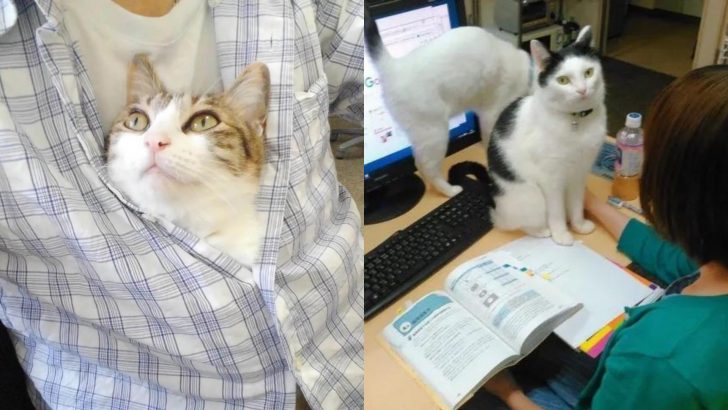 This Company Pays Its Employees For Every Cat They Rescue