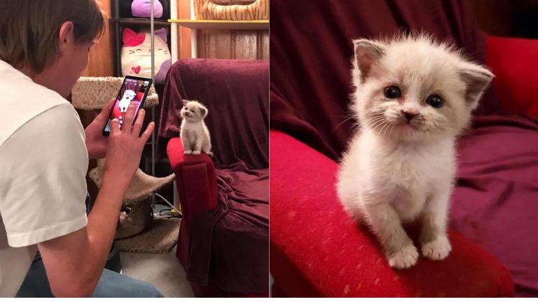 photo of the foster kitten on red sofa