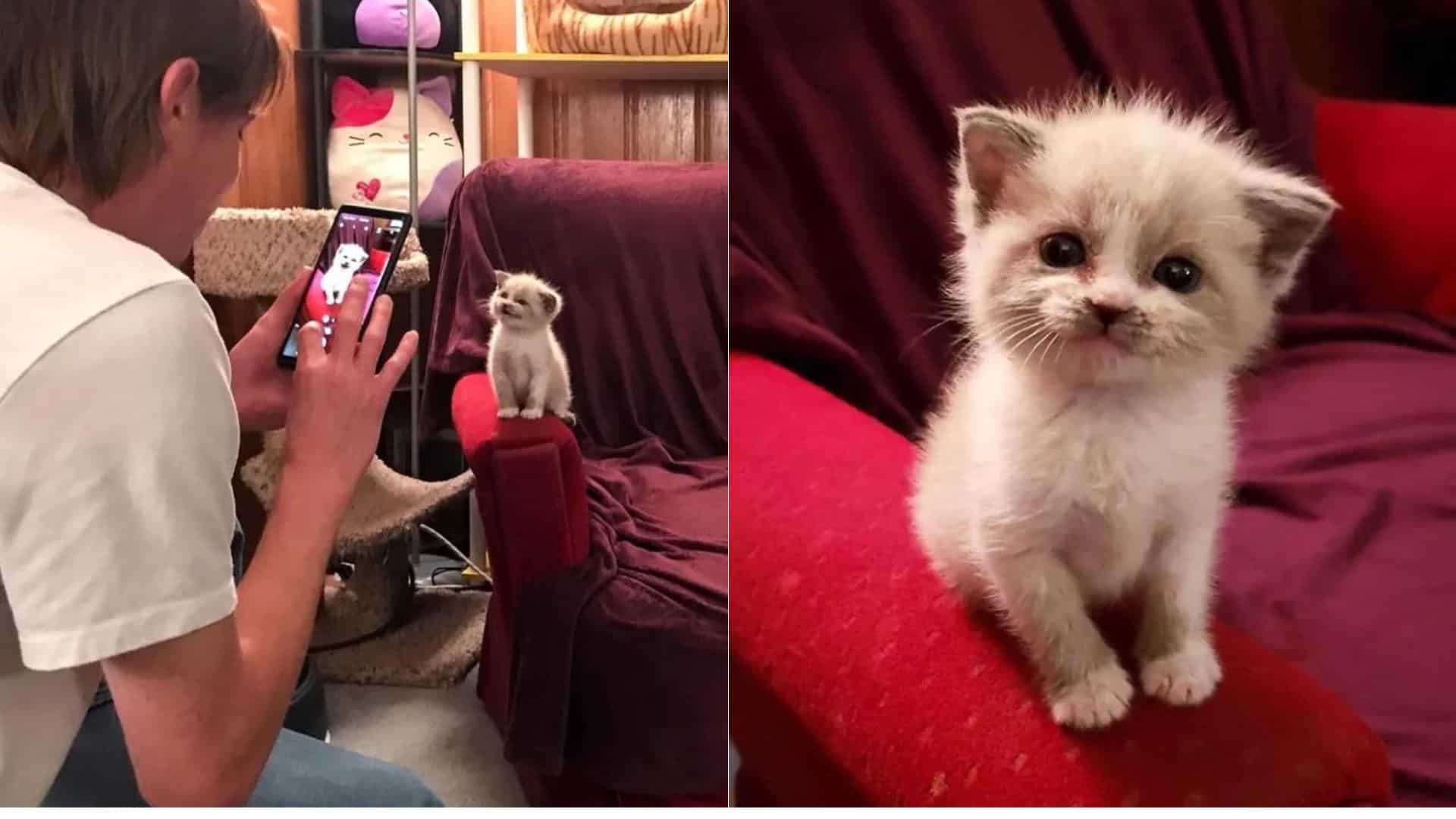 photo of the foster kitten on red sofa