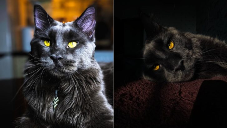 This Giant Maine Coon Looks Like A Black Panther But Acts Like A Dog
