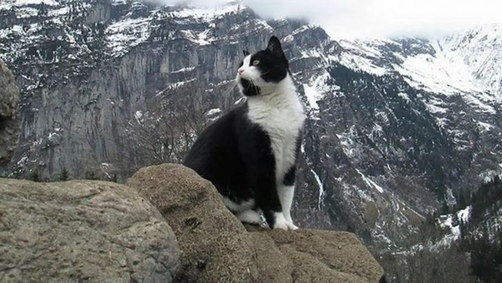 Hero Cat Guides A Lost Hiker Down A Mountain And Saves His Life