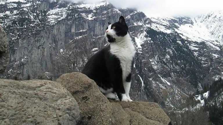 cute cat sitting in mountains