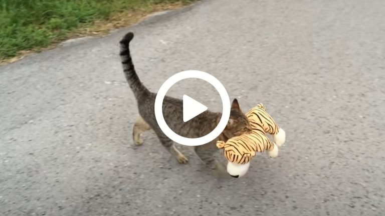 cat with tiger toy