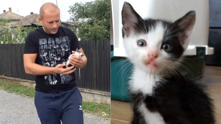 a tiny kitten runs to the rescuer