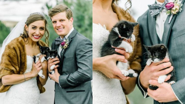 Two Vets Got Married And Their Special Day Was Purrfected With Rescue Kittens