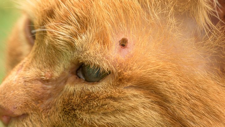 Vet-Approved Steps To Take When You Find A Dead Tick On Your Cat
