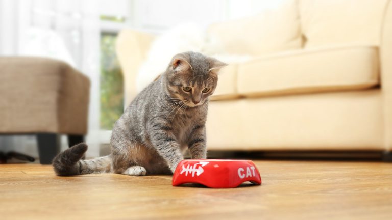 cat drinking water