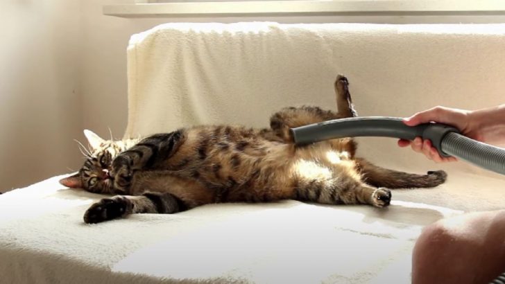 This Adorable Cat Enjoys Being Vacuumed (VIDEO)