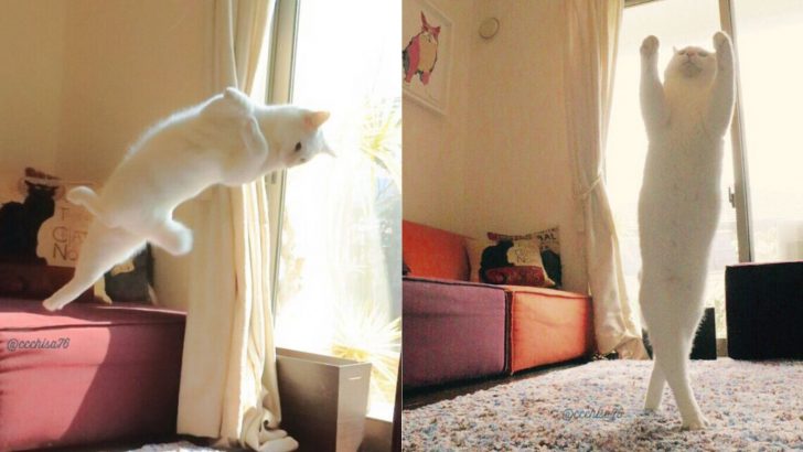 This Ballet Cat Has Some PAWesome Dance Moves