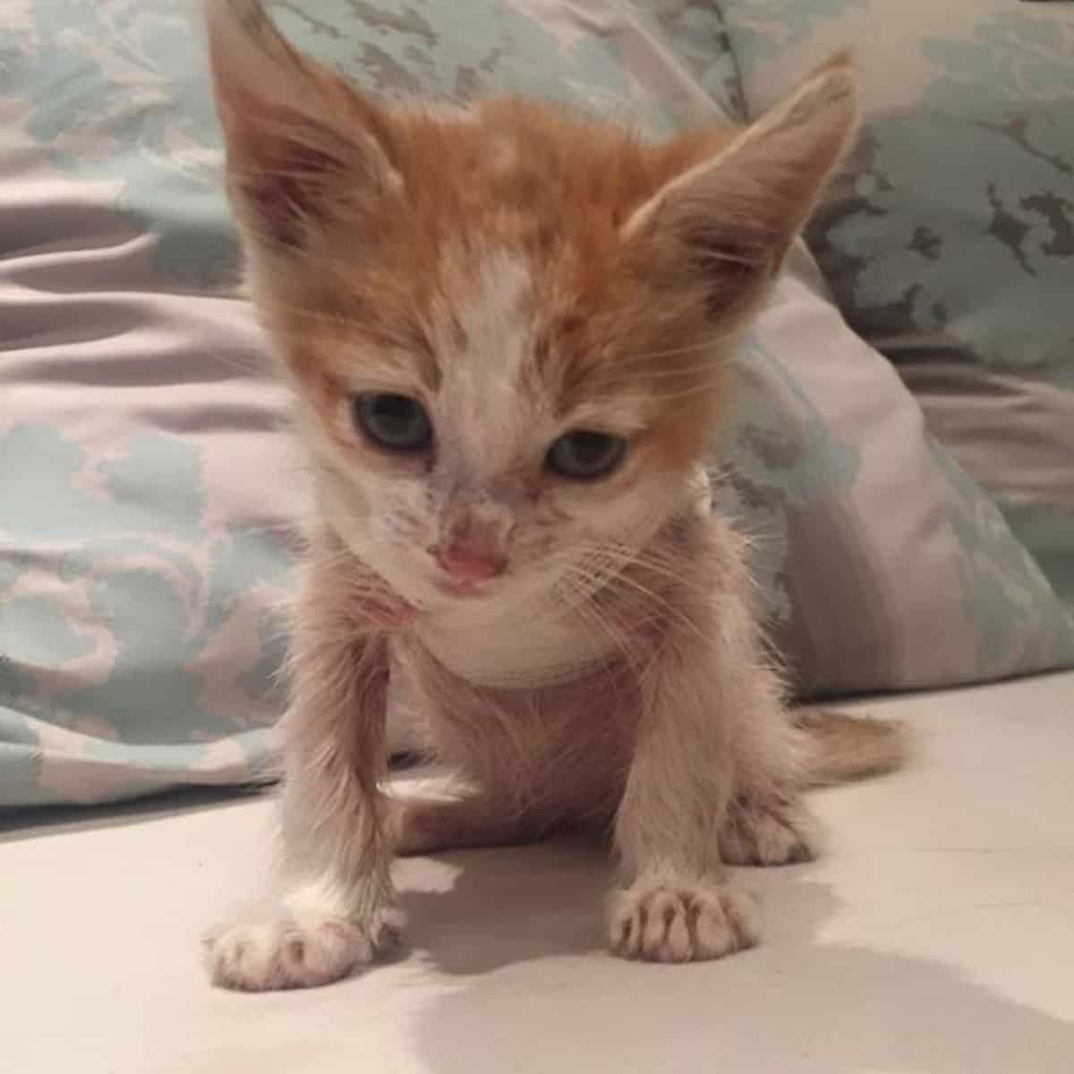 a bandaged kitten sits on the bed