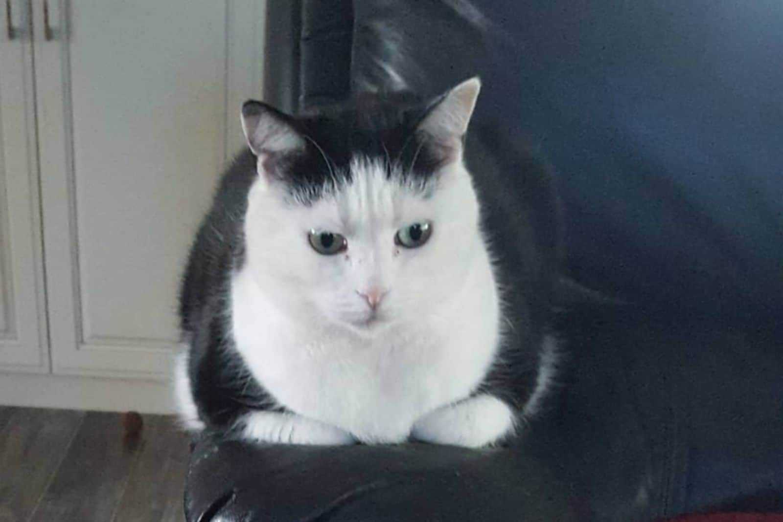 a black and white cat sits on everyone's armchair