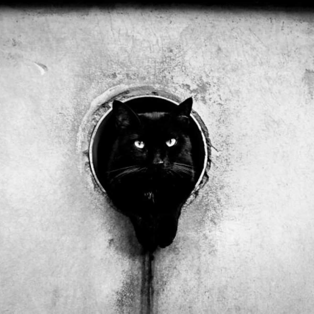 a black cat leaning against a pipe