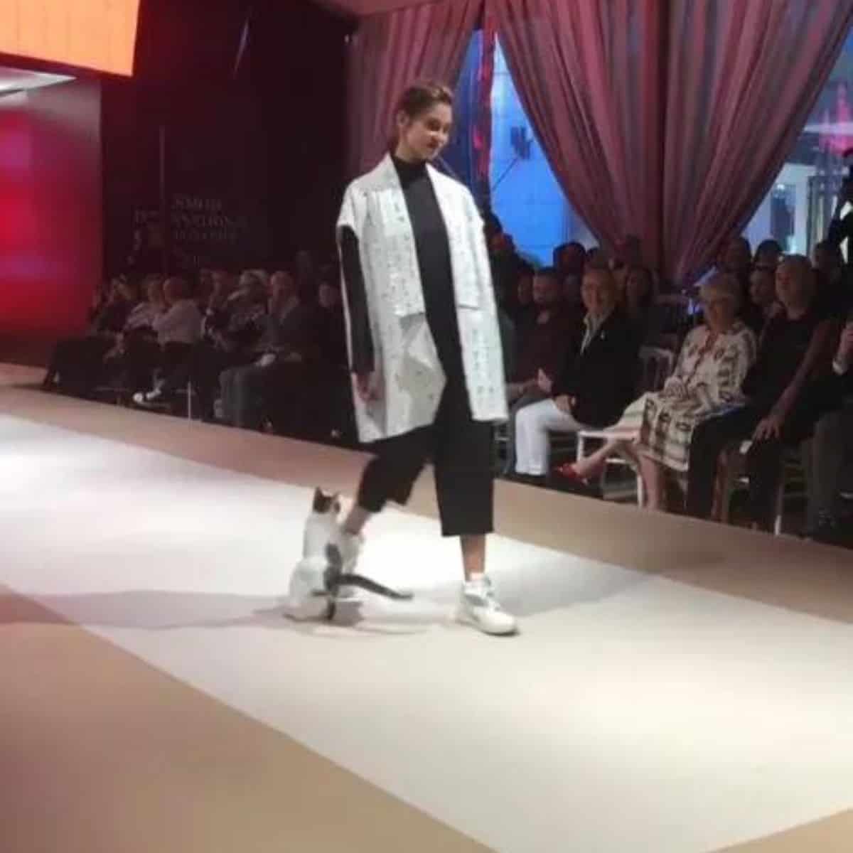 a cat jumps on a girl's legs at a fashion show