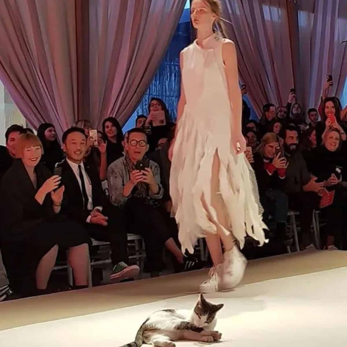 a cat lies down and licks itself at a fashion show