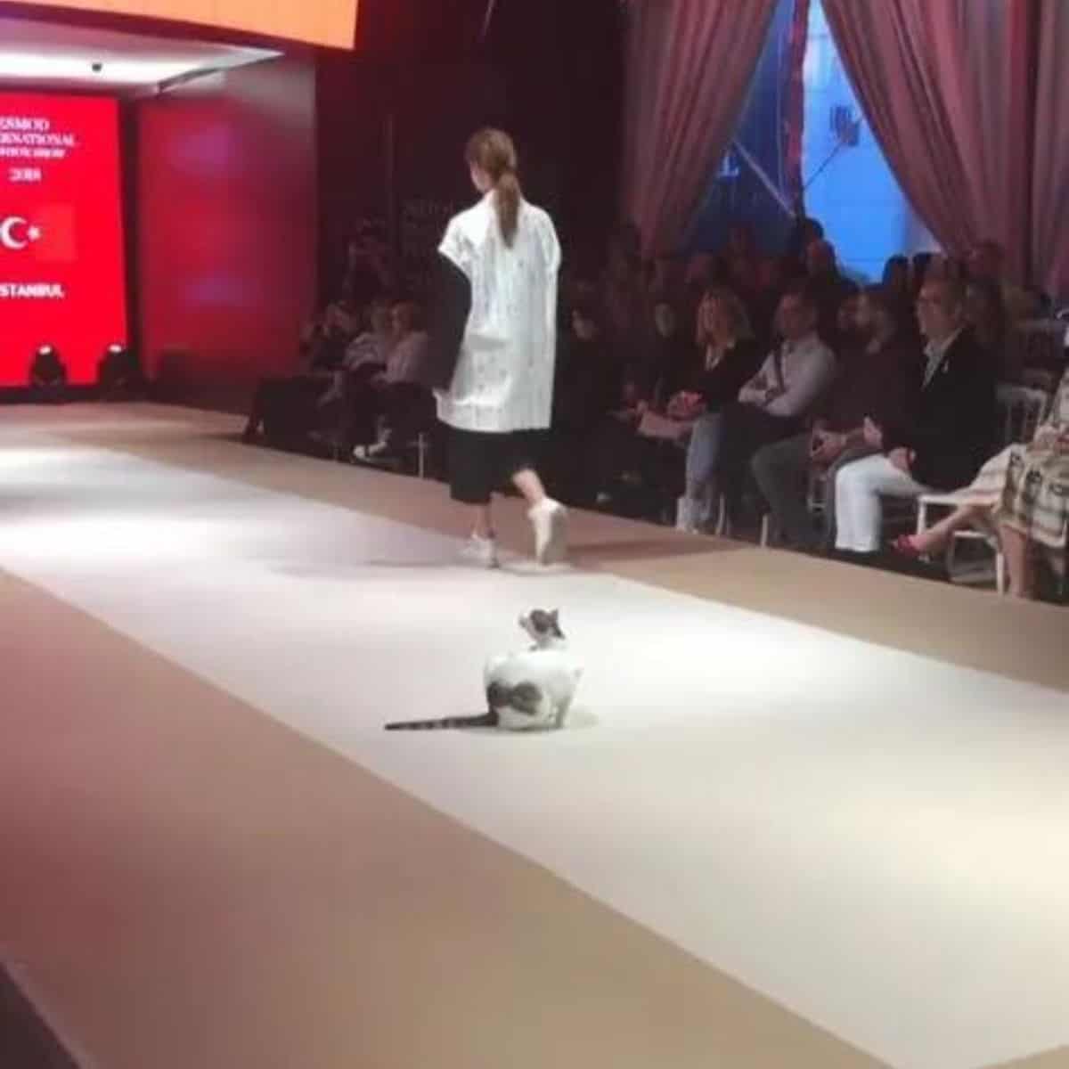 a cat looks after a girl at a fashion show