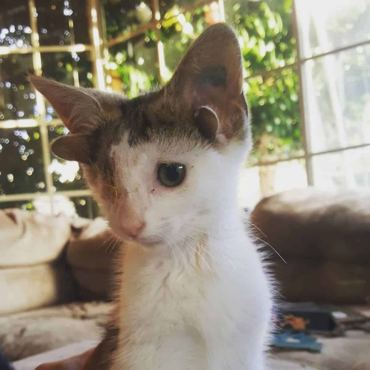 a cat with four ears and without one eye sits with a downcast gaze