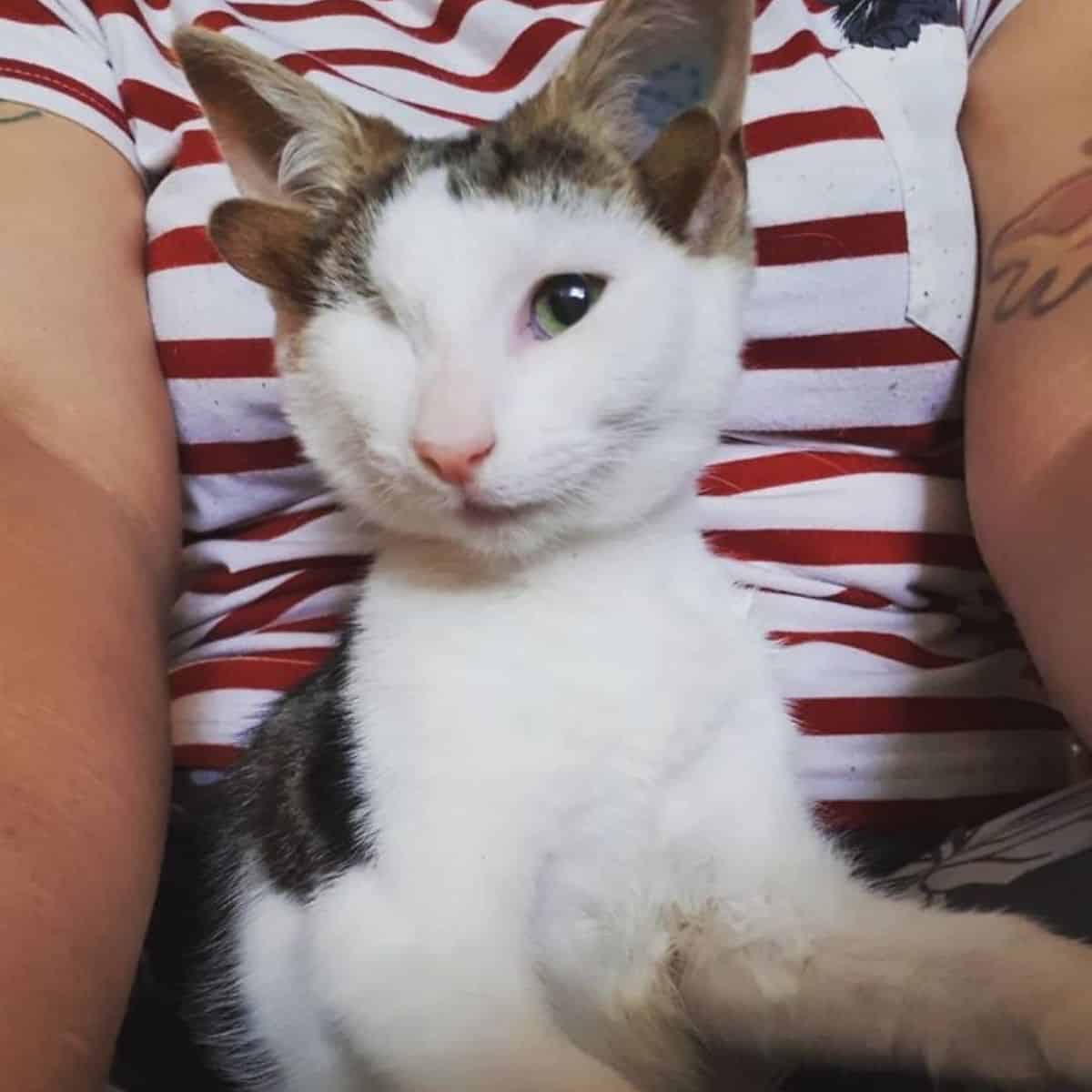a cat without an eye and four ears sits on a woman's lap