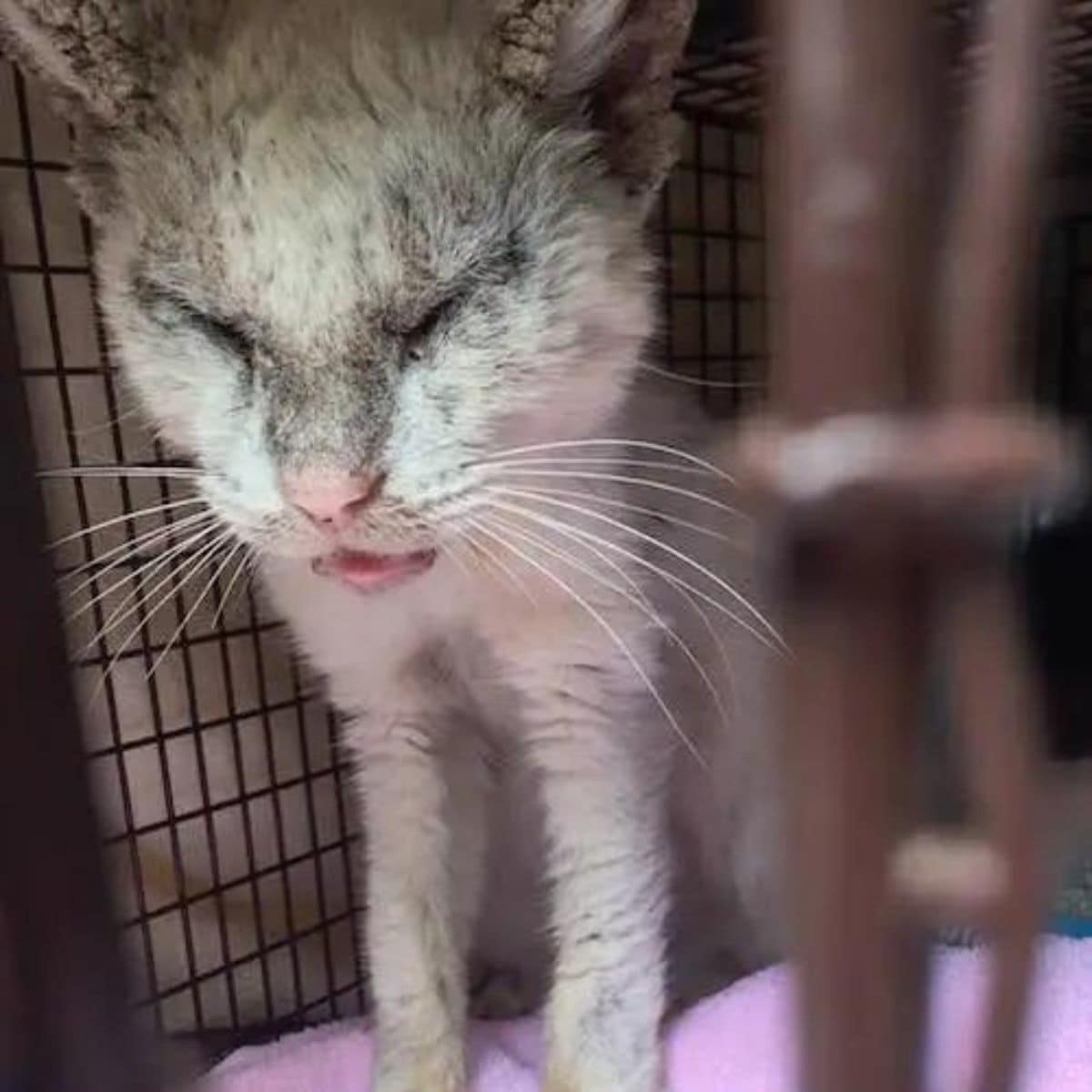 a cat without sight in a cage