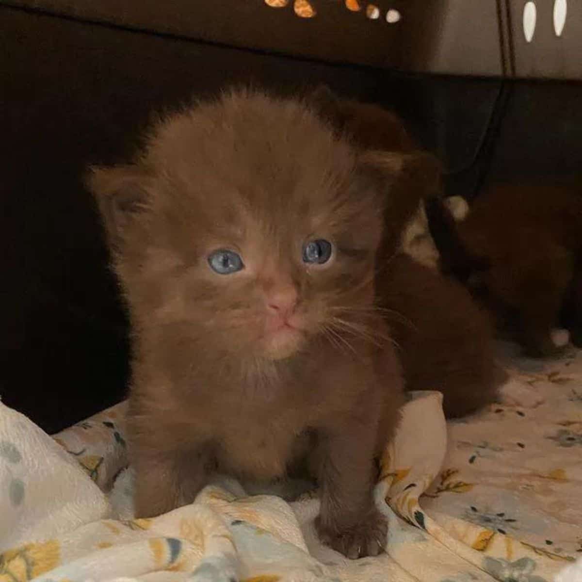 a confused kitten looks at the camera