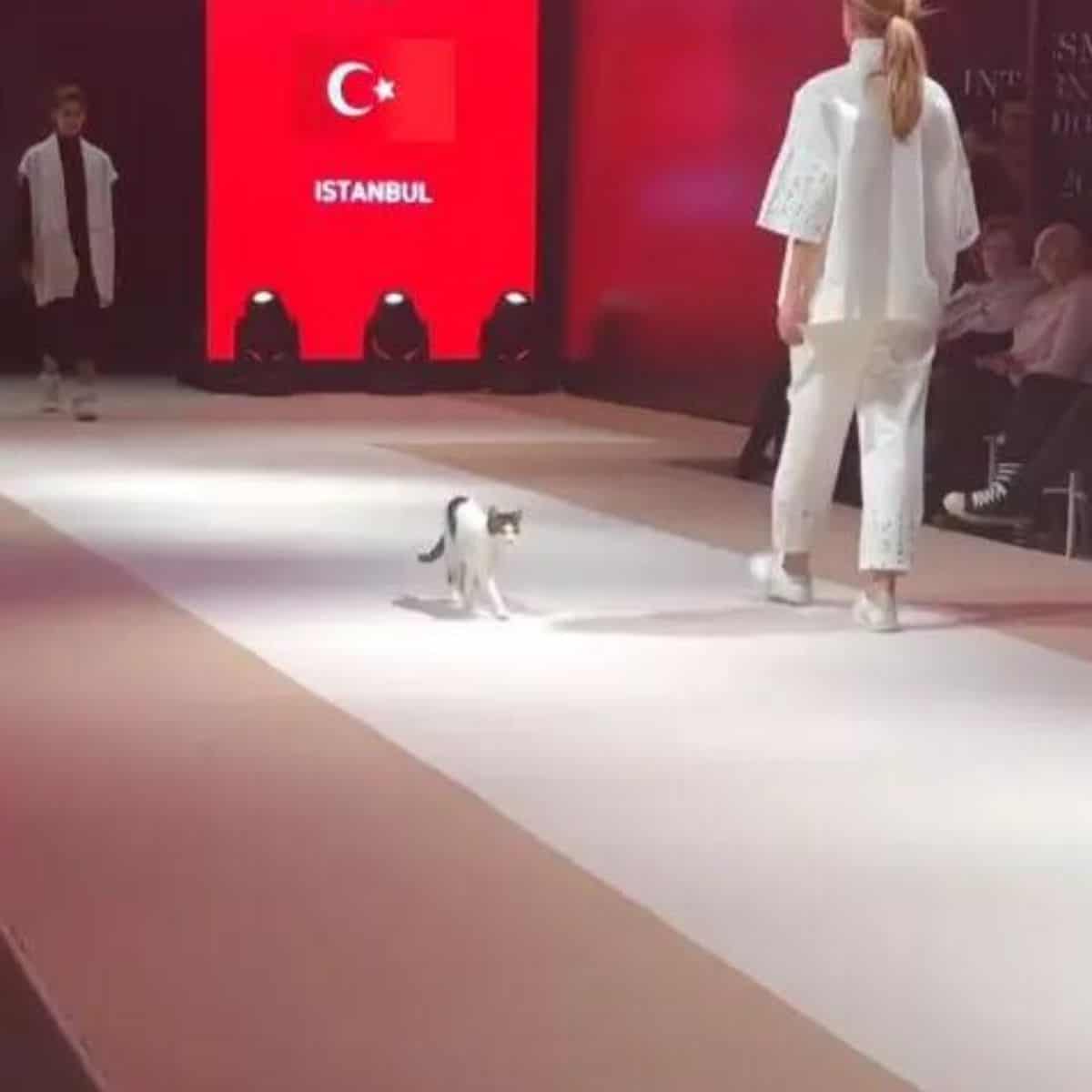 a cute cat walks through a fashion show