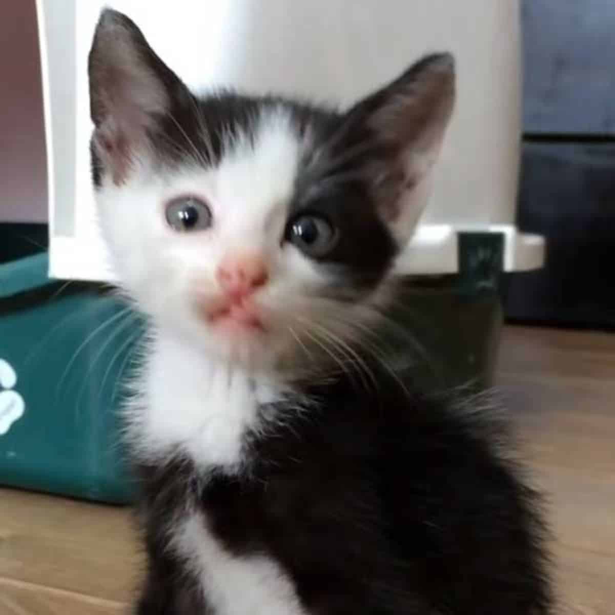 a cute rescued kitten is looking at the camera