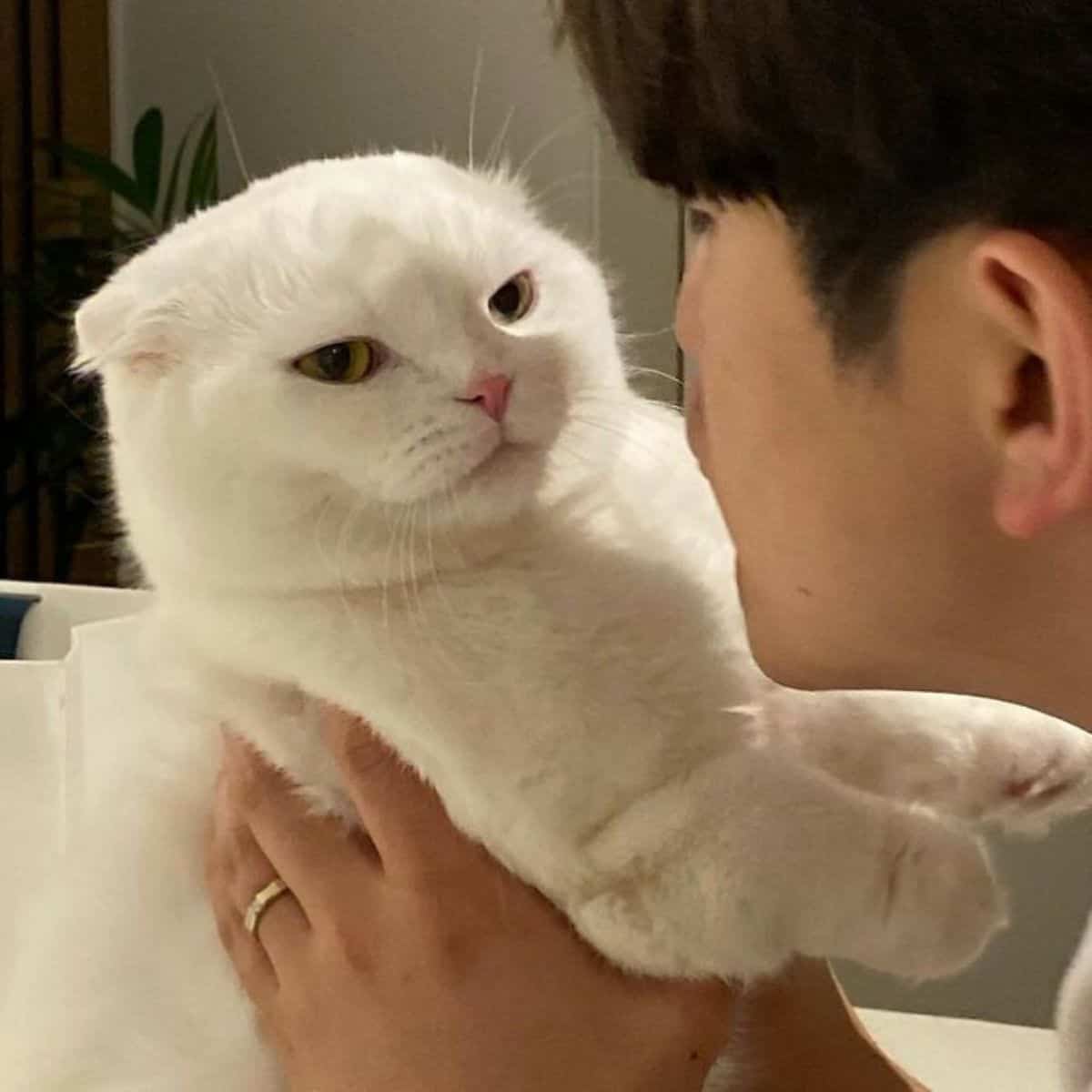 a cute white cat looks at a man confused