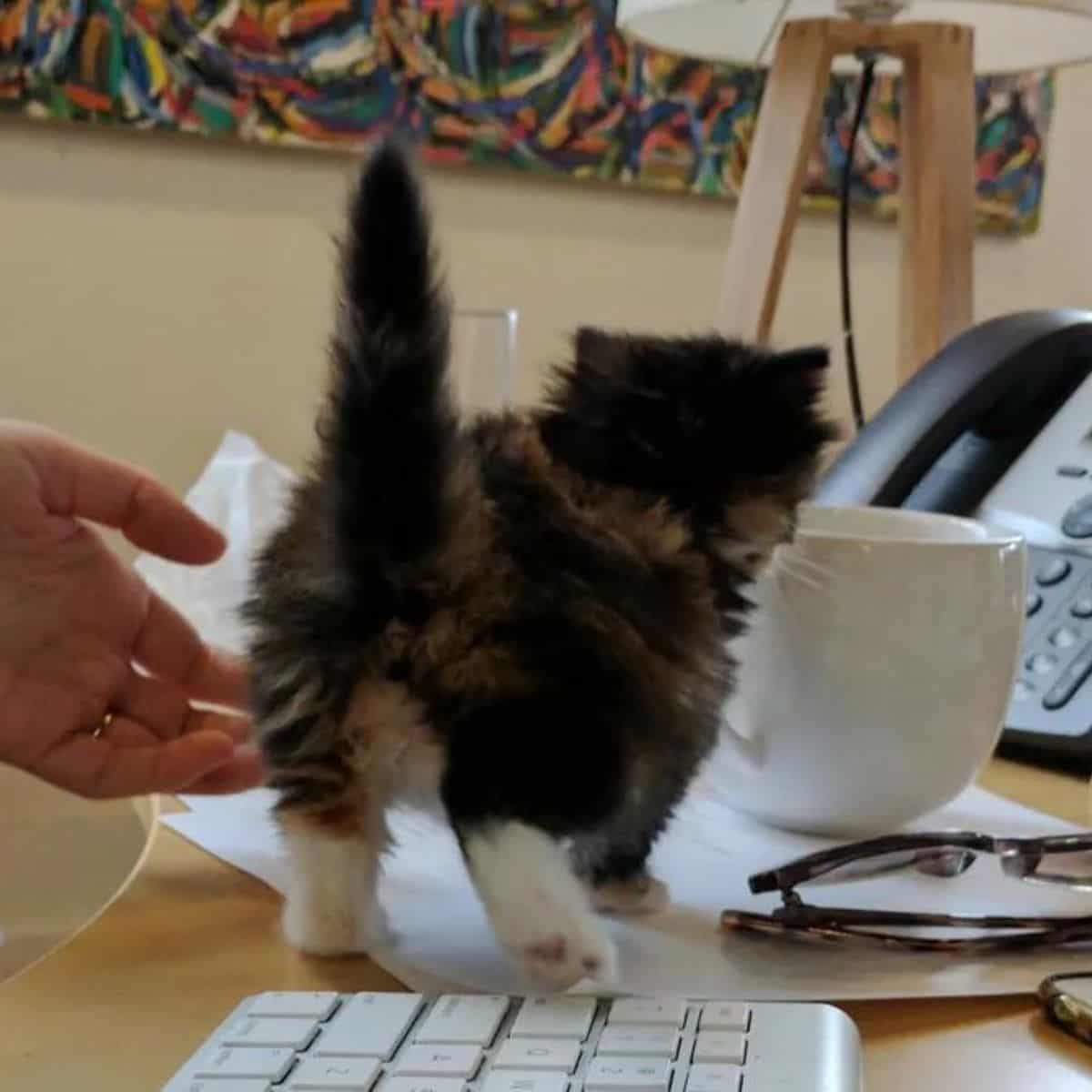 a foster kitten on the table is looking into a cup