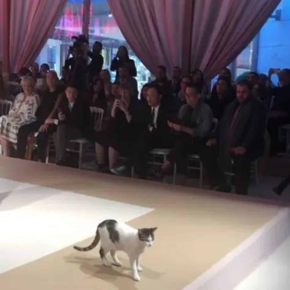 a gray and white cat invaded the fashion show