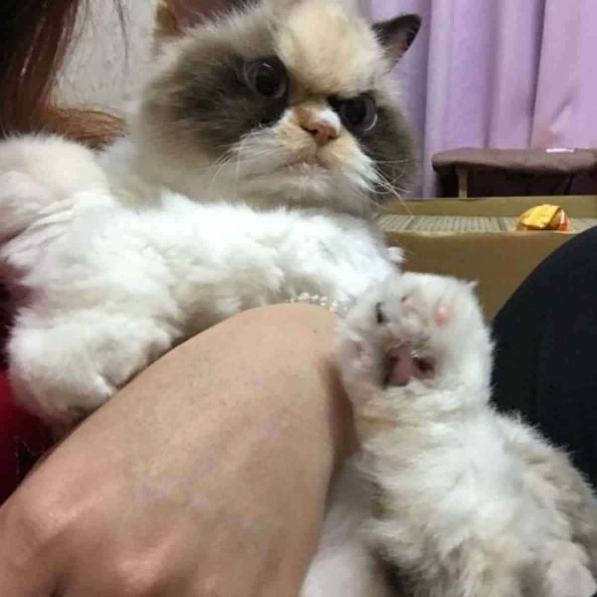 a grumpy cat in the hands of a woman looks around