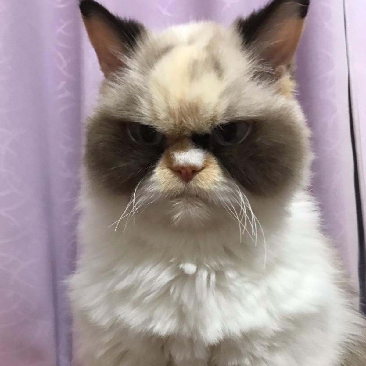 a grumpy cat sits and looks ahead