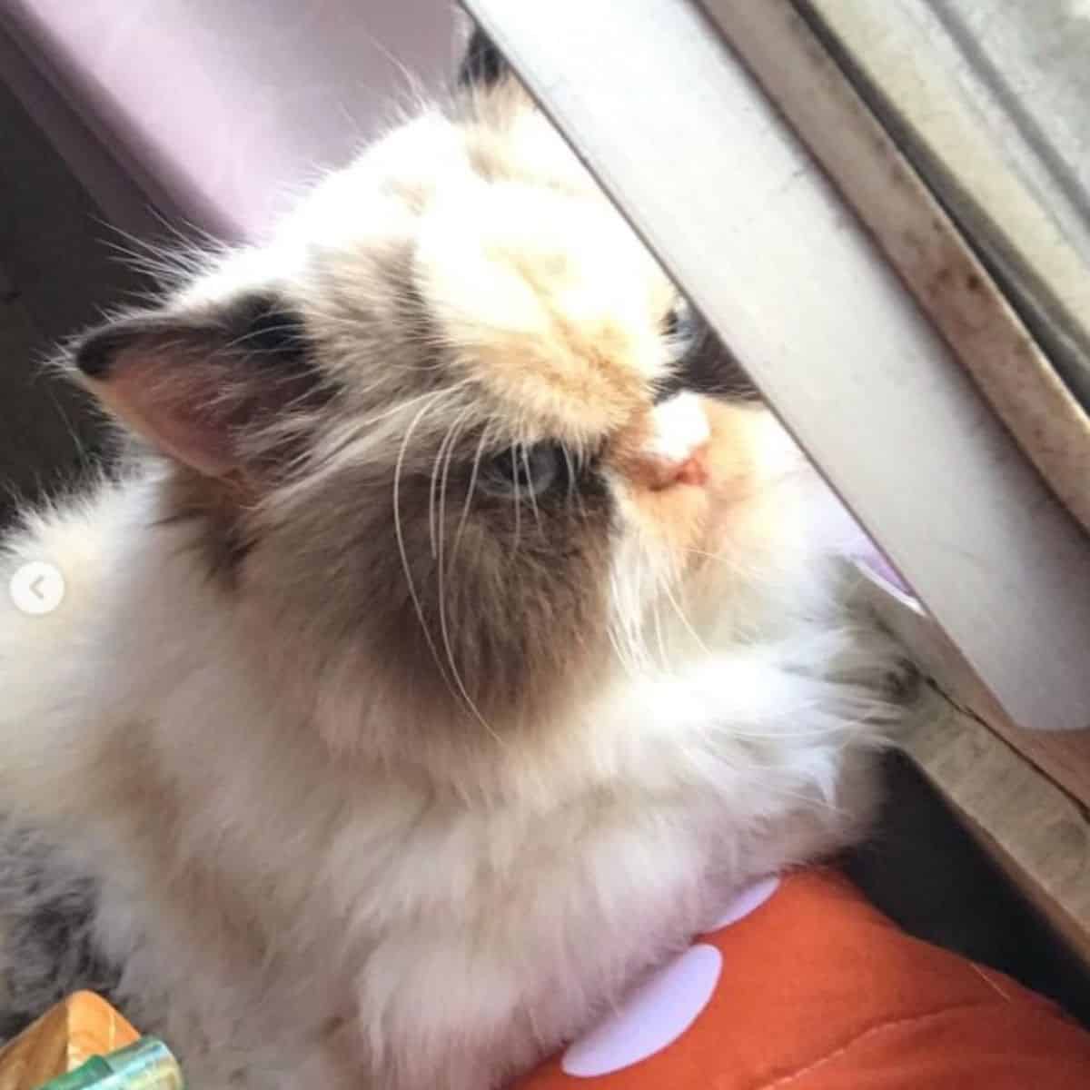 a grumpy cat sits by the window