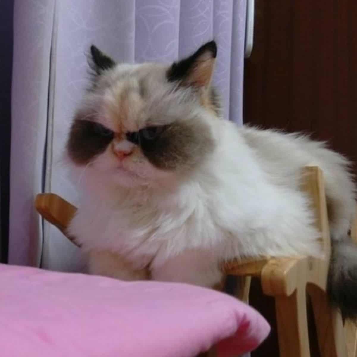 a grumpy cat sits on a wooden chair