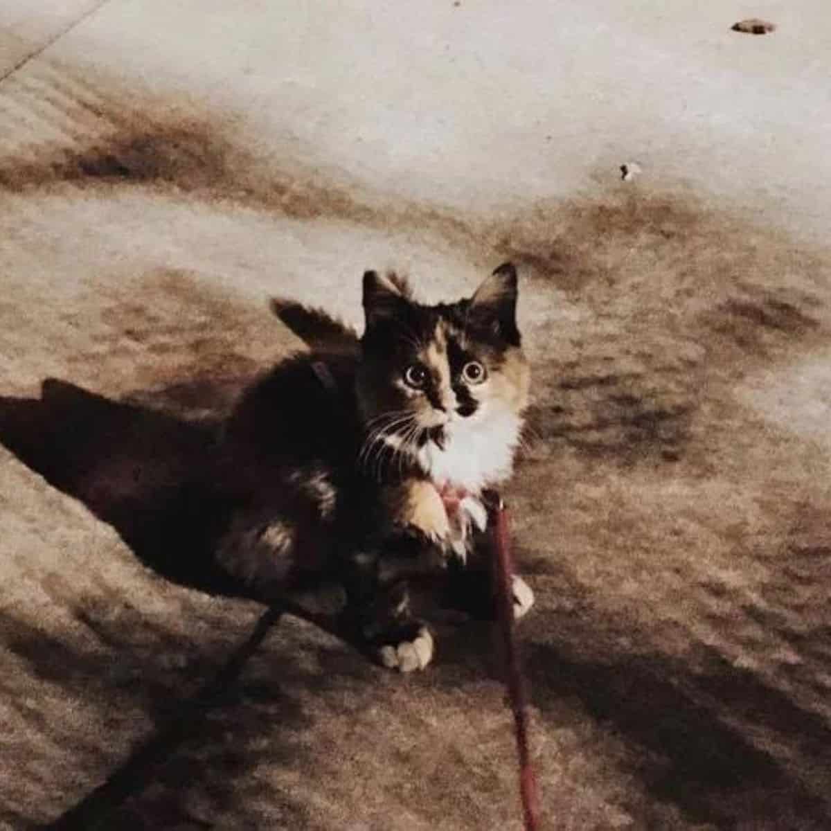 a kitten on a leash is sitting and looking at the camera