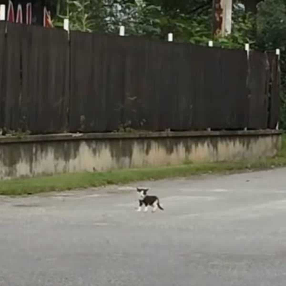 a little kitten is running down the street