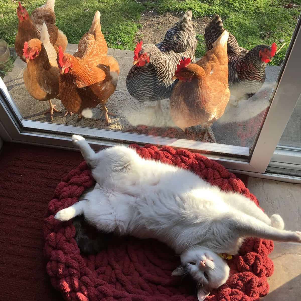 a lot of chicken staring at cat