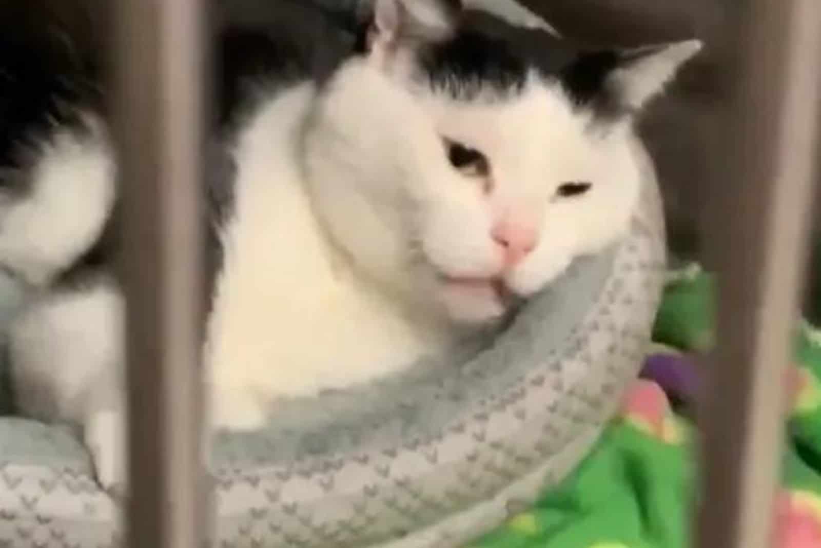 a sad cat is lying on a pillow