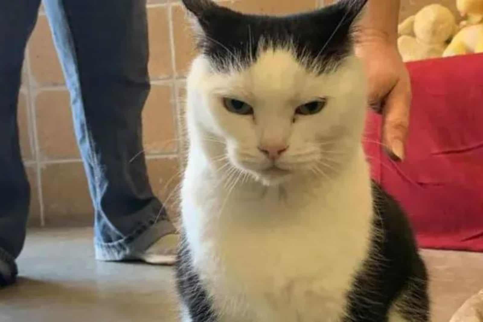 a scowling black and white cat is looking at the camera