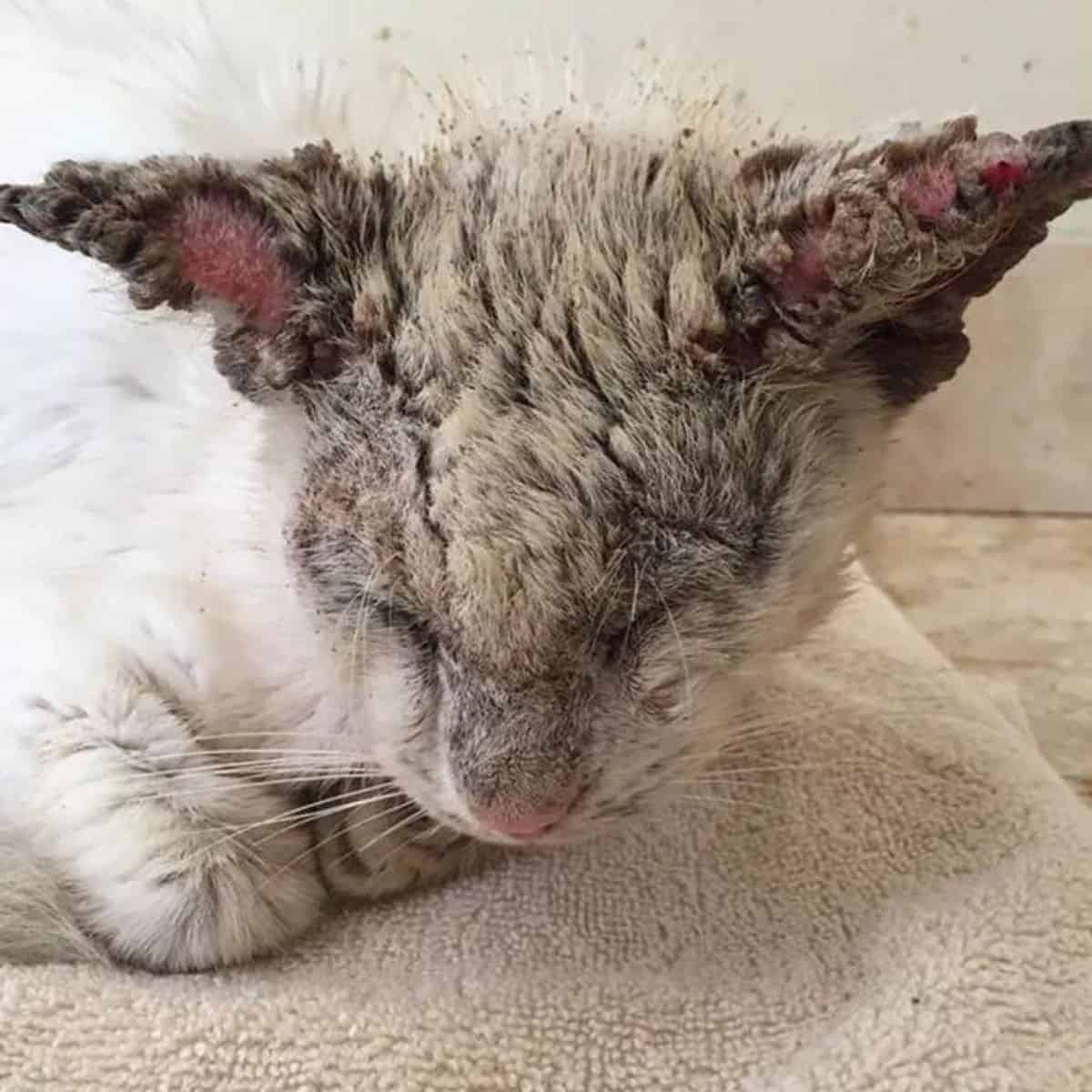 a sick cat with its head down