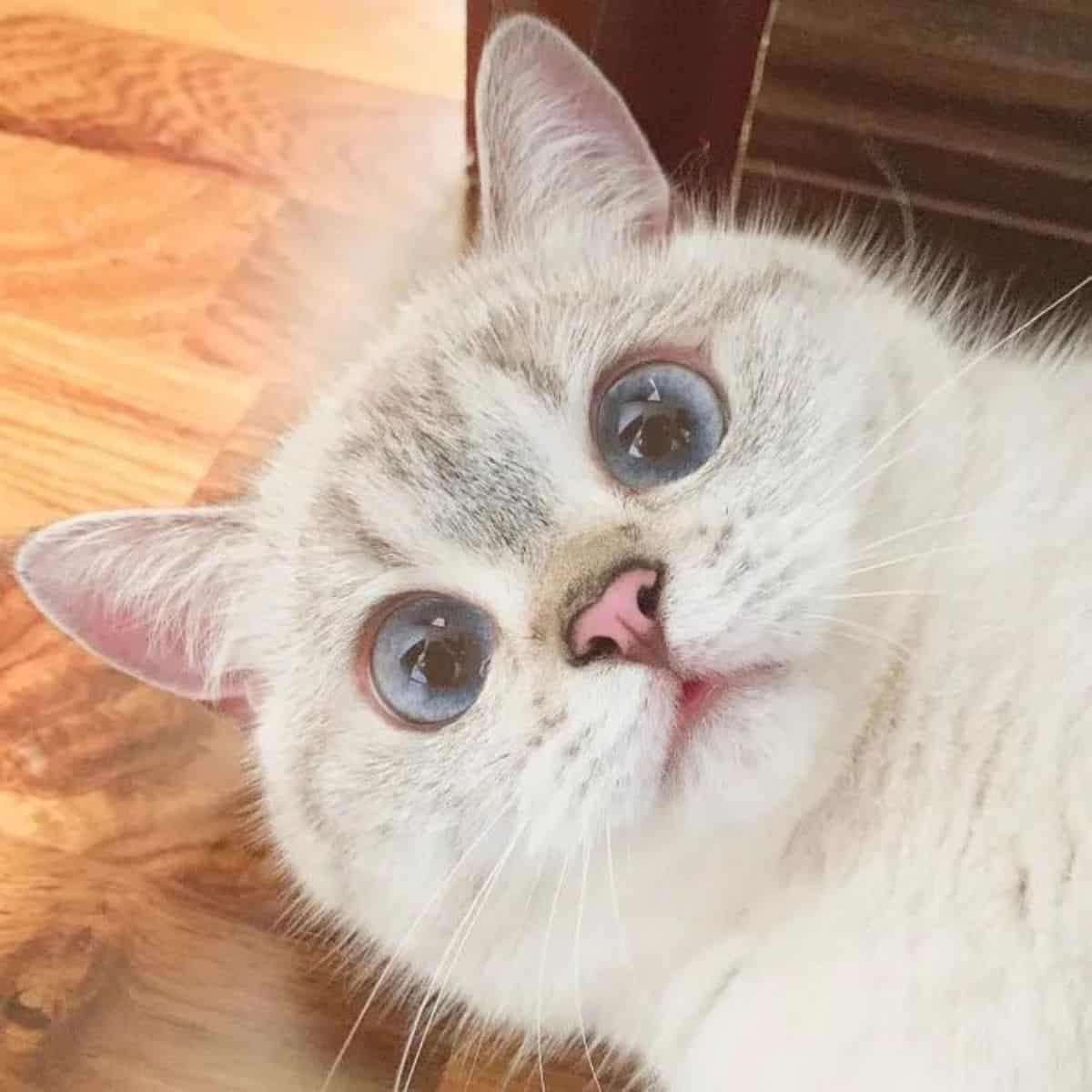 a surprised cat is lying on the floor