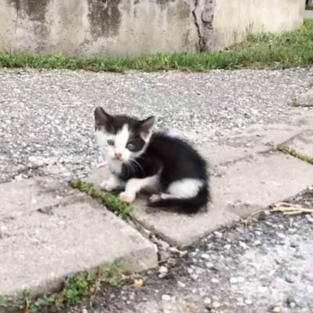 a tiny kitten is sitting on the pavement