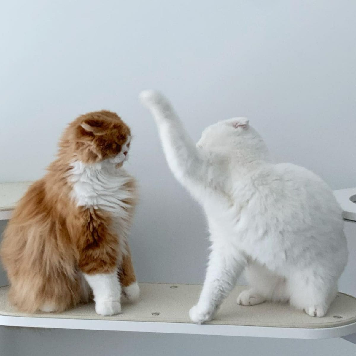 a white cat tries to scratch another cat