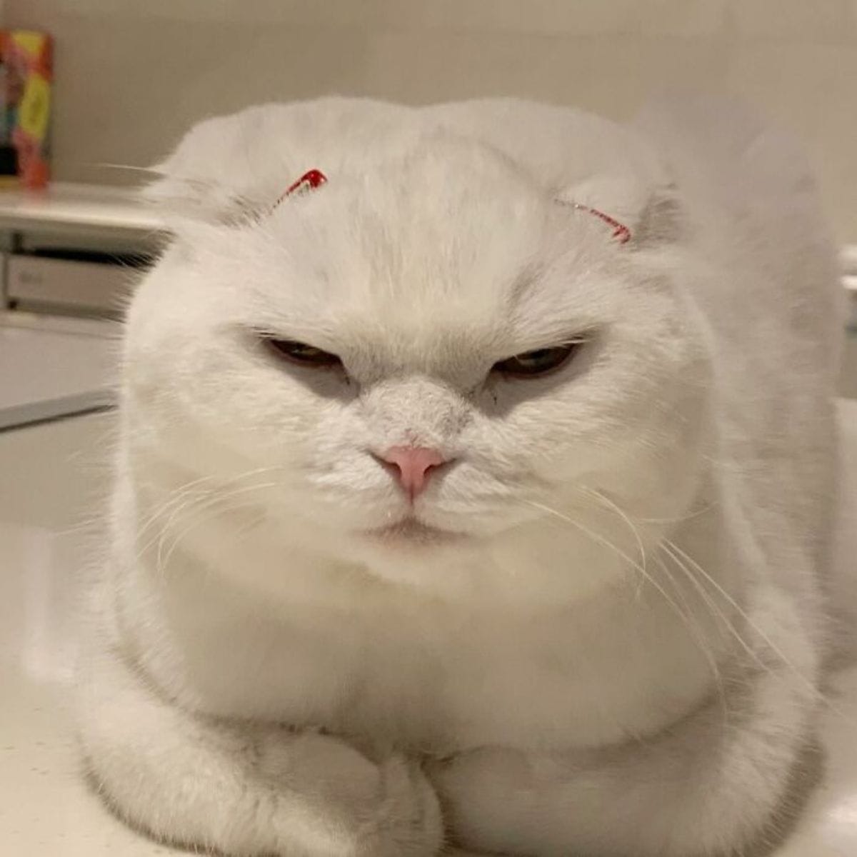 a white frowning cat sits and looks at the camera