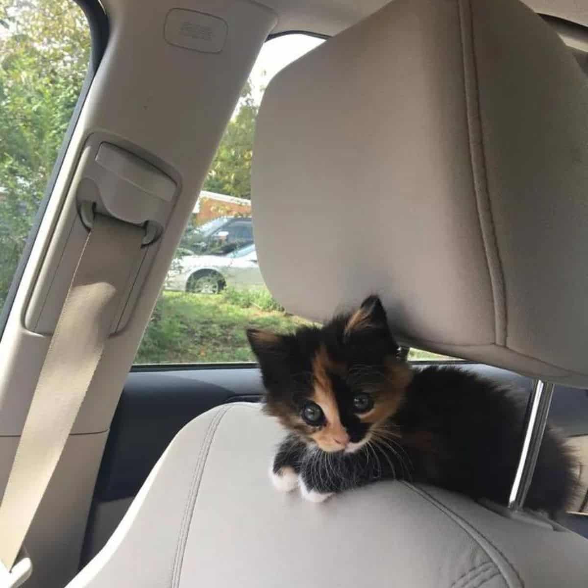 adopted kitten on the car seat