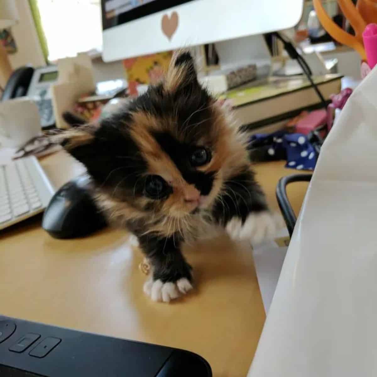 adopted kitten on the desk