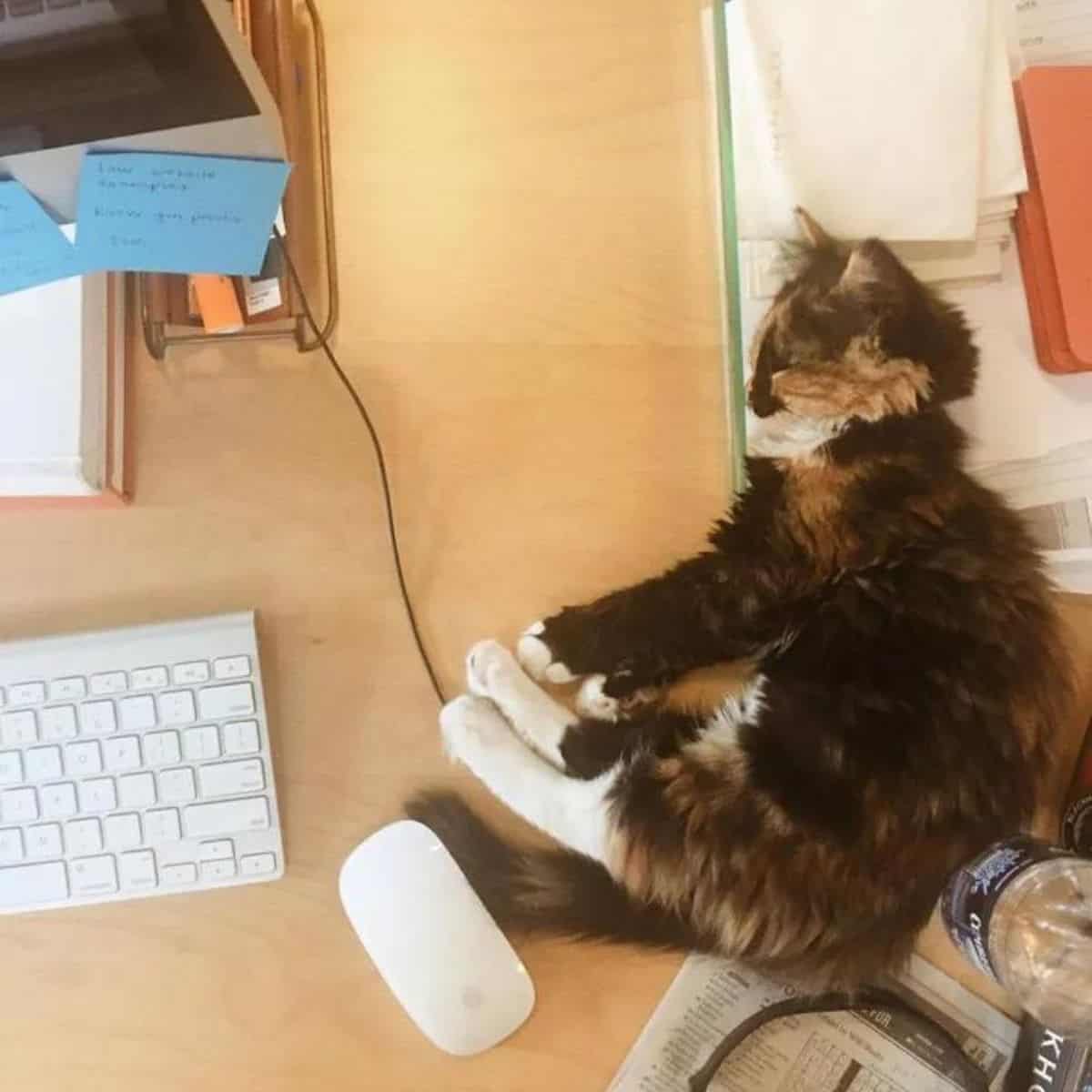 adopted kitten sleeps on the desk