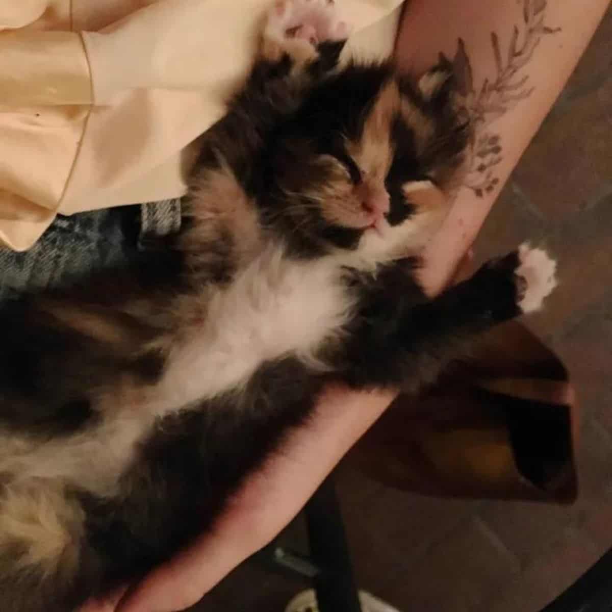 adopted kitten sleeps on woman's arm