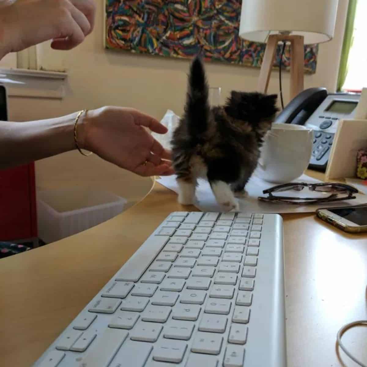 adopted kitten walks on the desk