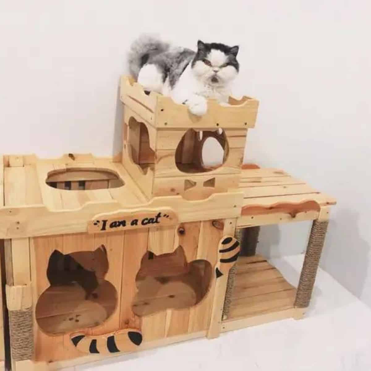 an angry cat is sitting on a toy box