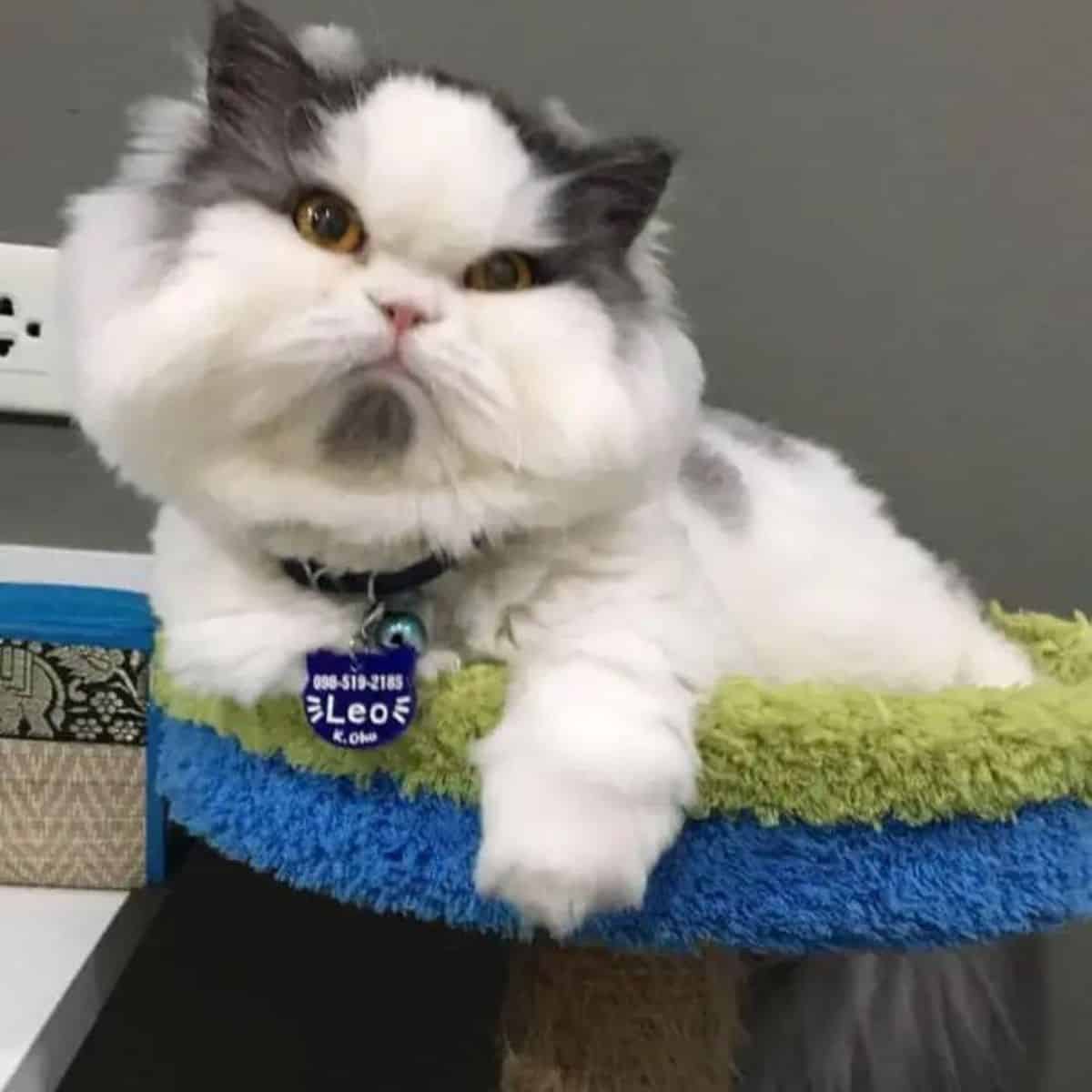 an angry cat sits on a scratching post